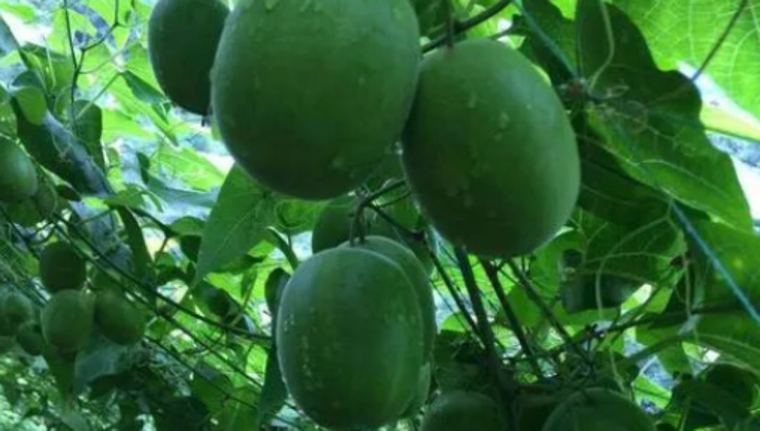 羅漢果提取物：一種高甜度、低熱量、多功能的天然甜味劑