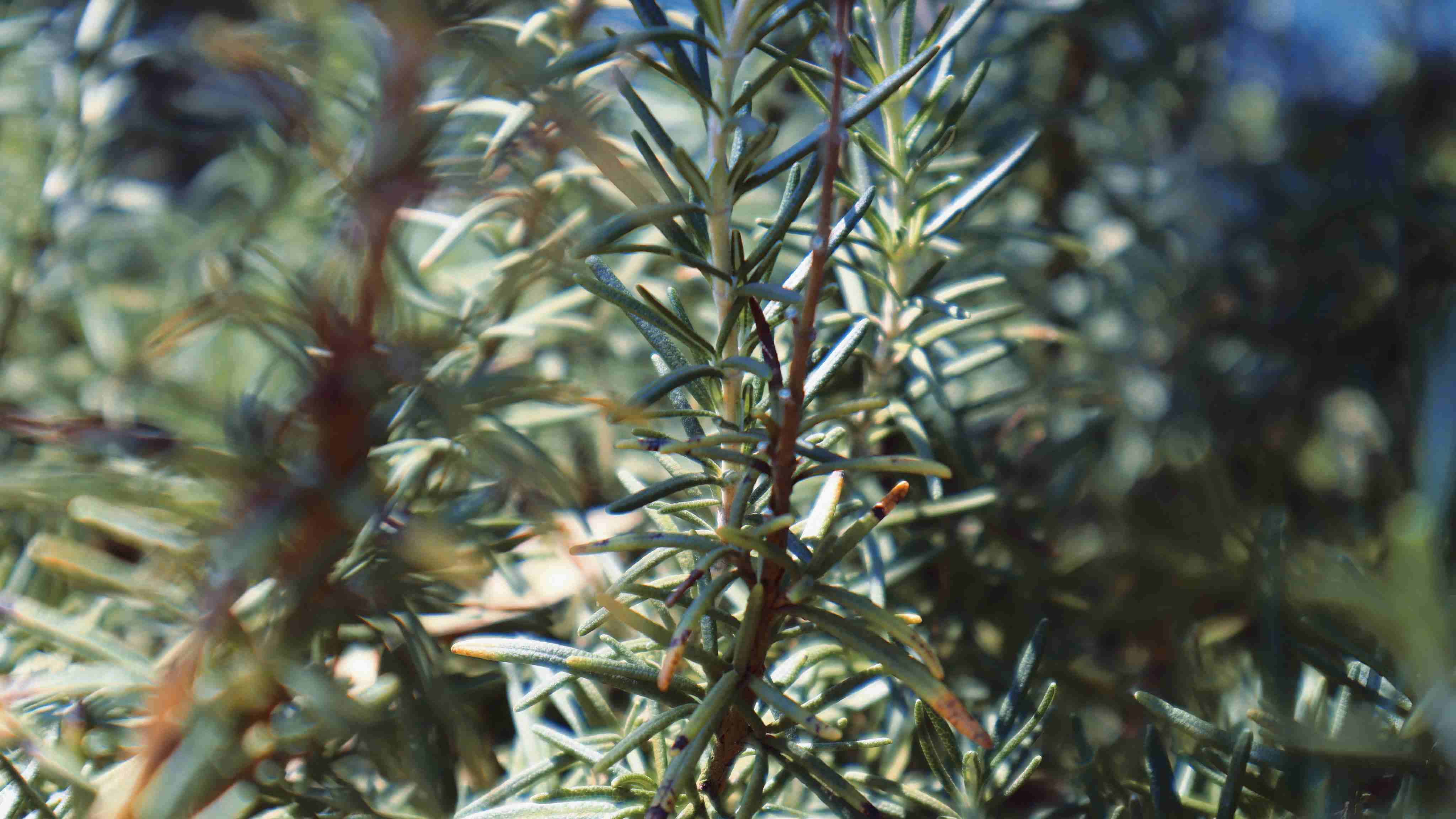 迷迭香酸的魅力，這些行業(yè)都離不開(kāi)它！