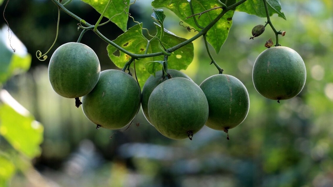 羅漢果的產(chǎn)地主要在哪里？有些什么共同特點(diǎn)？