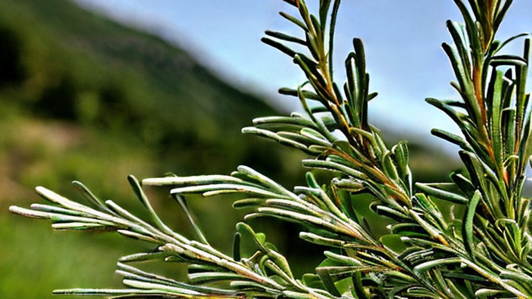 關(guān)注迷迭香的營(yíng)養價(jià)值，其常見(jiàn)食用方法有這些