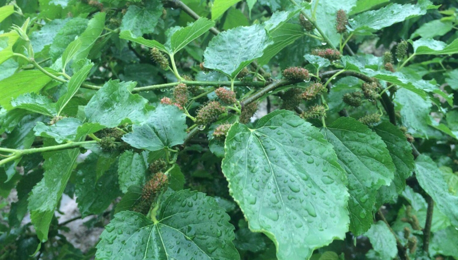 新的方向！1-DNJ：血糖智能調控