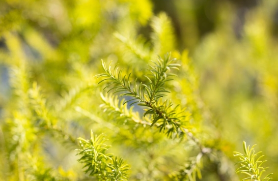 迷迭香提取物：不容忽視的植物黃金