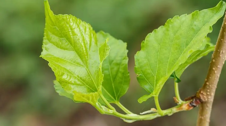 桑葉提取物1-DNJ：天然血糖調理劑