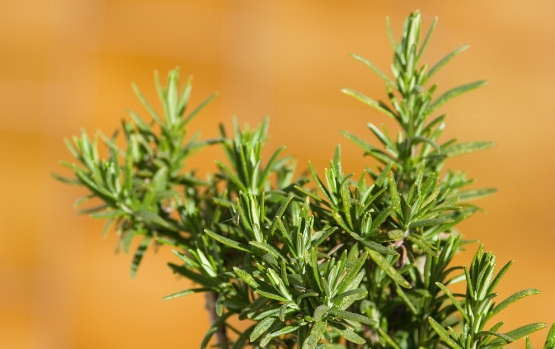 迷迭香酸：飼料的綠色革命，提升動(dòng)物健康的自然選擇